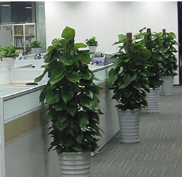菏泽办公室绿植租赁，你需要考虑哪些方面